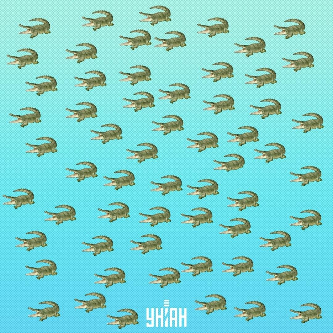 Das Reptil ist versteckt, aber Sie sollten es in 15 Sekunden sehen / Collage Moje