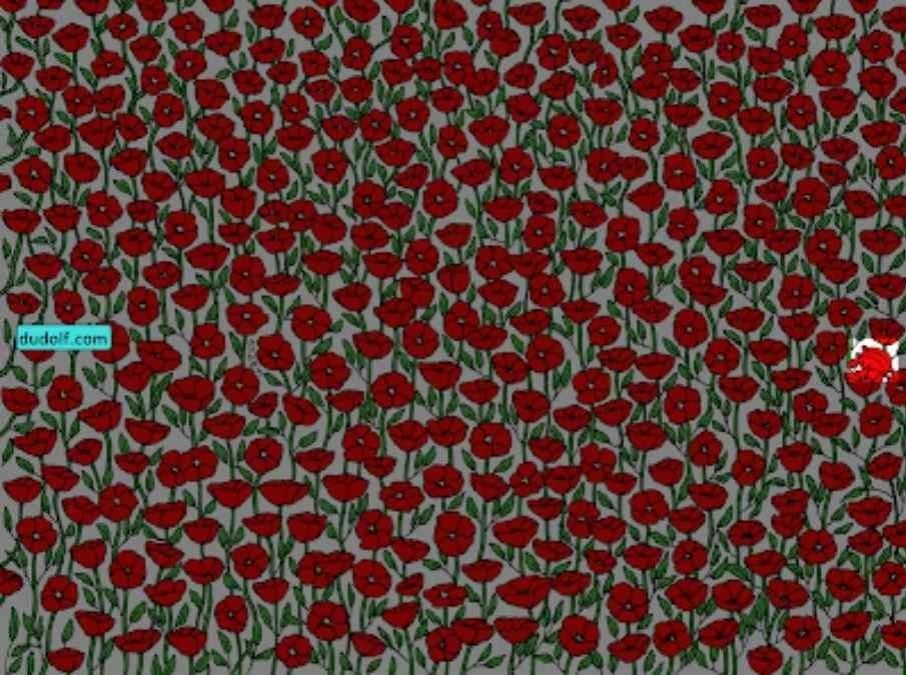 Nur die Superaufmerksamen werden die Krabbe auf dem Bild finden: Testen Sie Ihren IQ in 25 Sekunden