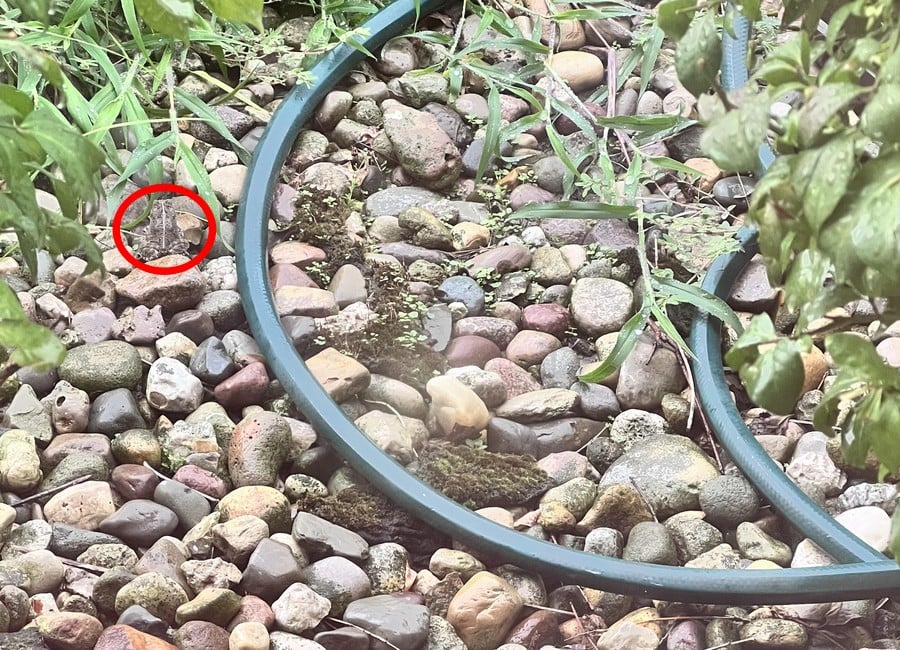 Enträtseln der optischen Täuschung