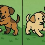 IQ-Test: Finde 3 Unterschiede in den Bildern von zwei Welpen