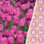 Nur 2 Prozent der Menschen finden das Wort „Tulpe“ in