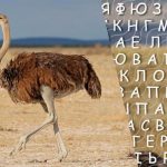 Nur Menschen mit hohem IQ finden das Wort „Strauß“ in