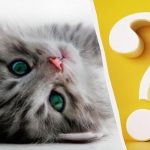 Nur Menschen mit hohem IQ können eine Katze im Garten in 10 Sekunden entdecken: eine interessante optische Täuschung Nur Menschen mit hohem IQ können eine Katze im Garten