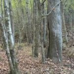 Rebus für Menschen mit ausgezeichnetem Sehvermögen: Sie müssen ein Rentier